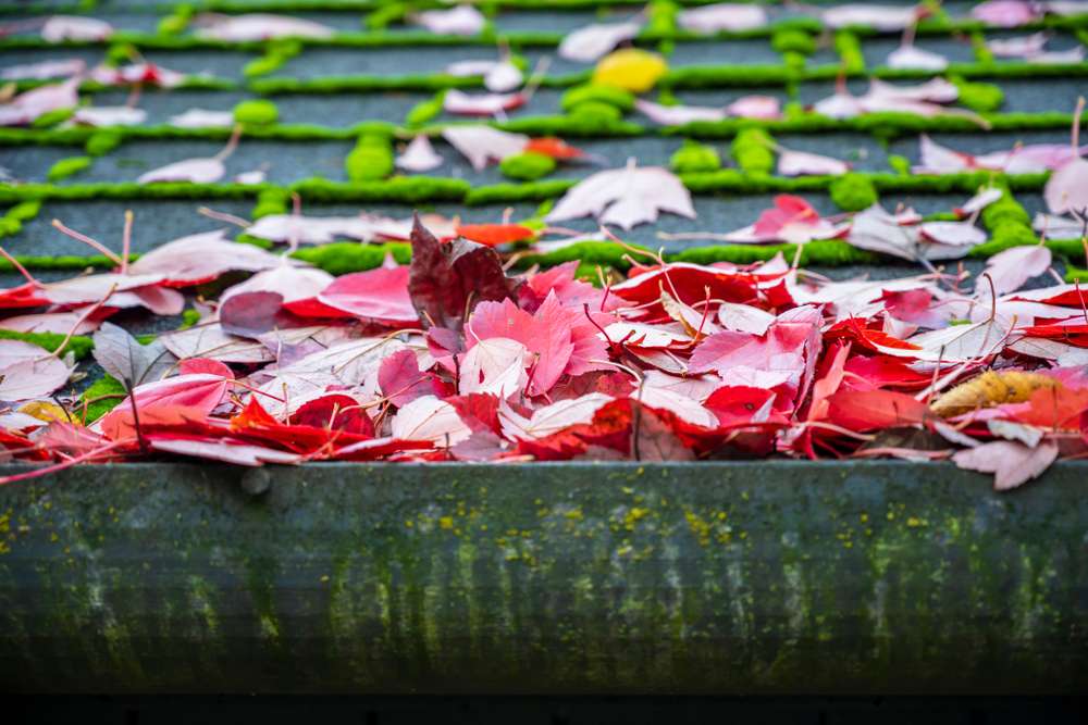 fallen-autumn-leaves-red-maple-poured